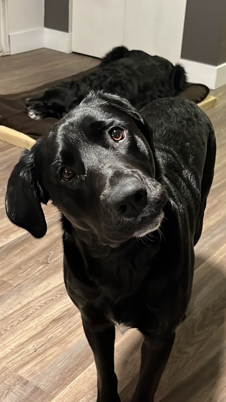 Oscar