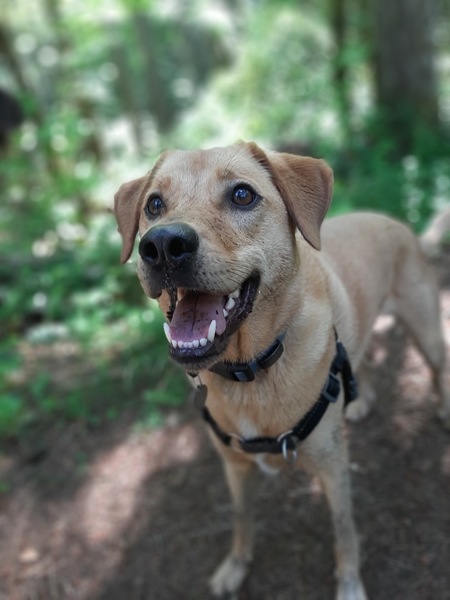 Lulu