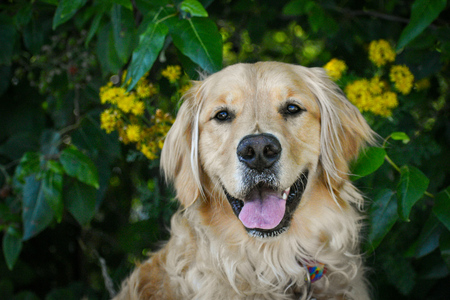 Buddy