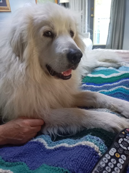 Beau
