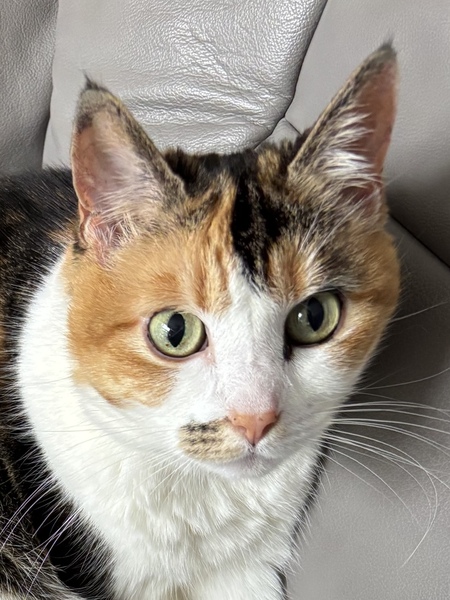 Lulu