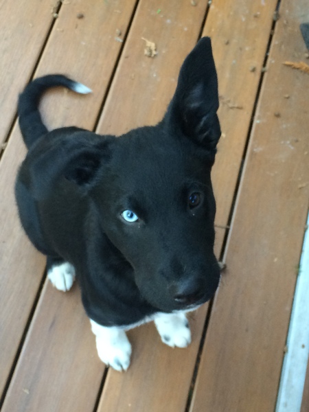 Entry image for Jasper. Clicking this image will show a larger photo