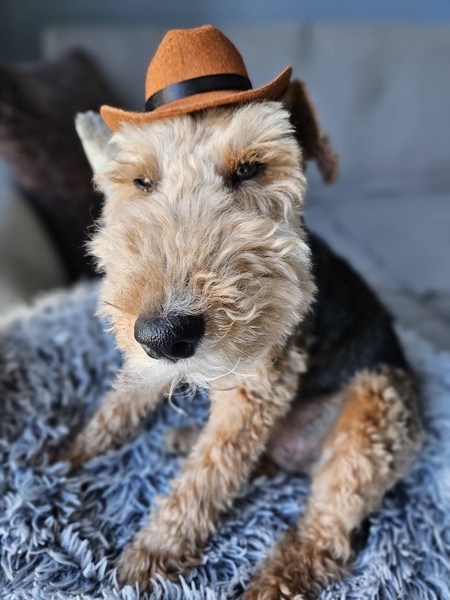 Entry image for Fletcher. Clicking this image will show a larger photo