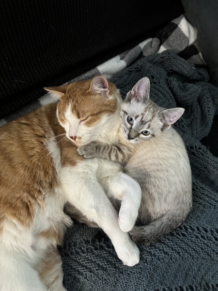 Lenny (left) & Gouda (right)
