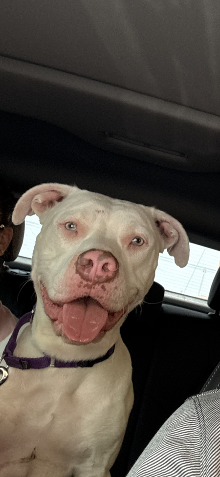 Stella
