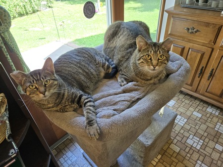 Augie & Viola