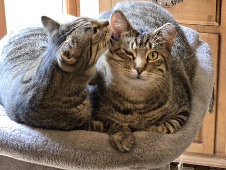 Augie & Viola
