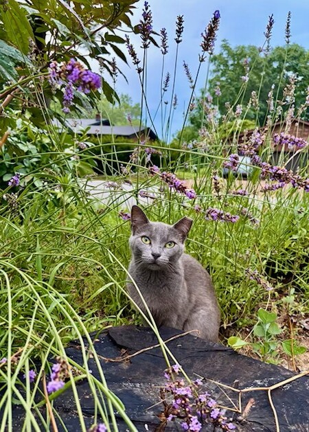 Juno