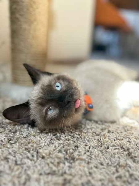 Moki