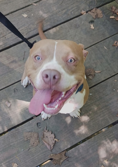 Bruno
