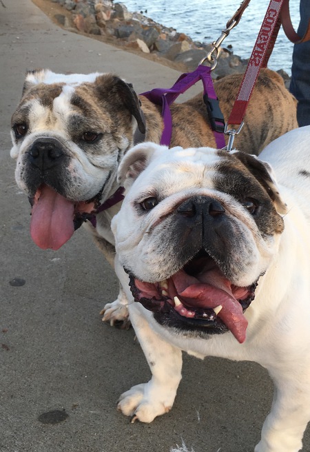 Winston (Brindle).  / Teemu (white)