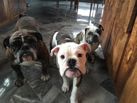 Hank, Bobo, Toots