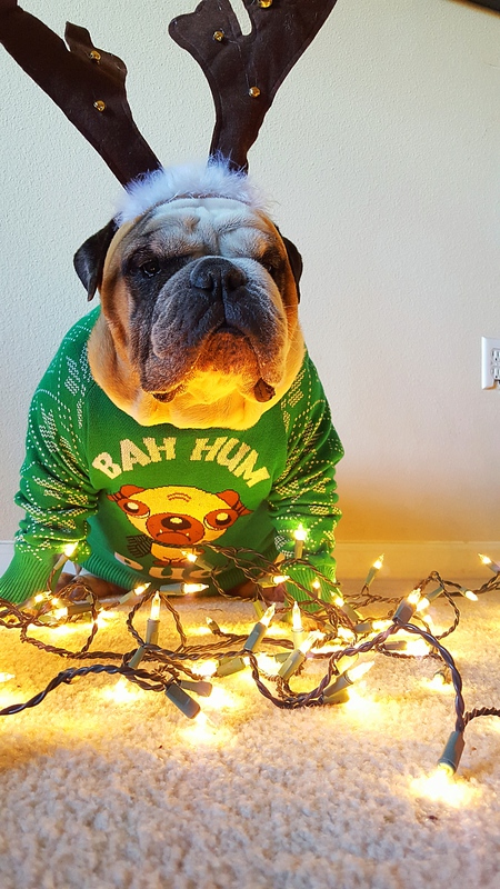 Bah hum pug....Axel as the Grinch. 