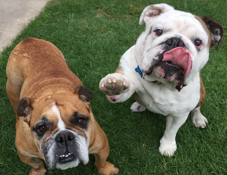 Lily (L) and Max (R)