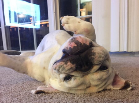 Hank