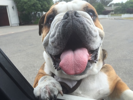 Big Chunky Monkey 