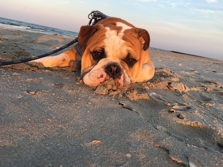 Meatloaf