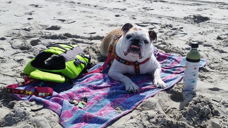 Grace The Bulldog