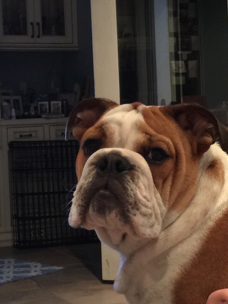 Sir Bentley