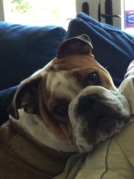 Sir Bentley
