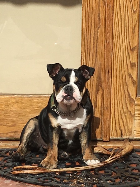 Bogey