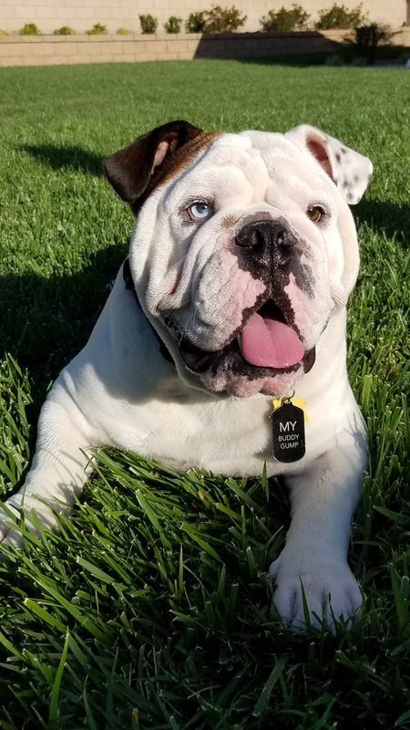 My Buddy Gump