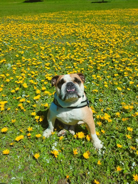 Daisy Gordita