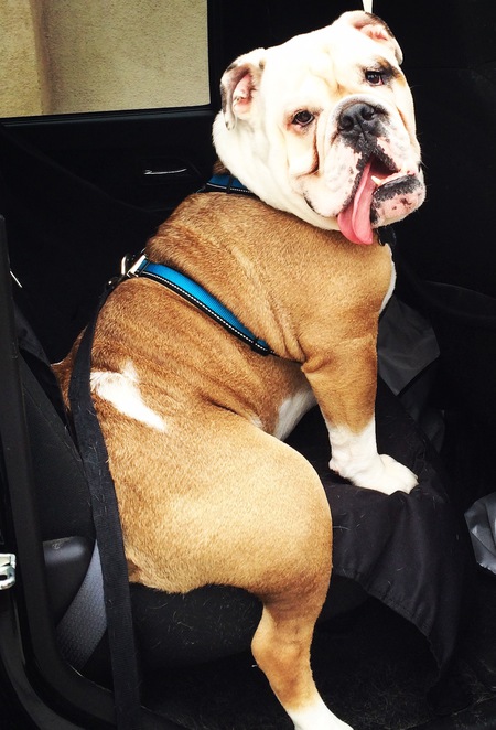 Bentley