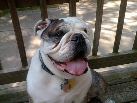 Toby