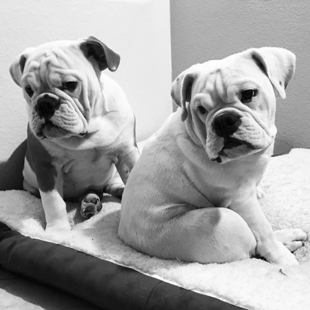 Smalls and Stella