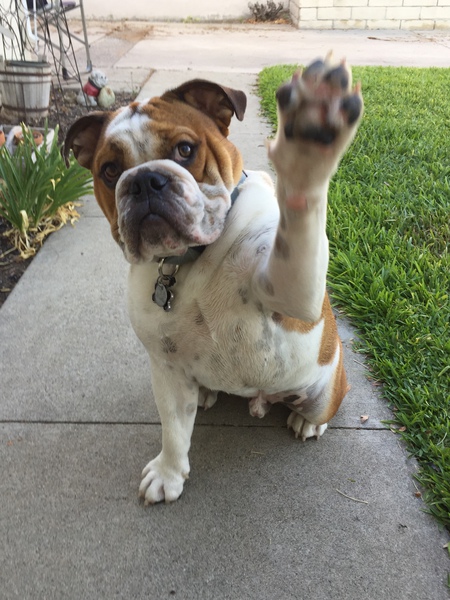 Sir Bentley