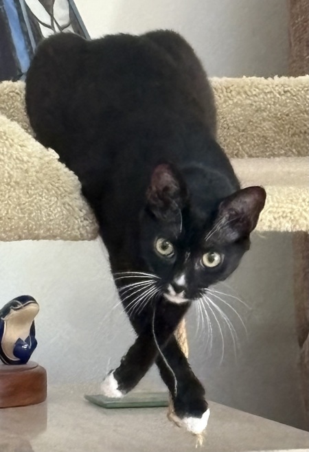 Mittsy