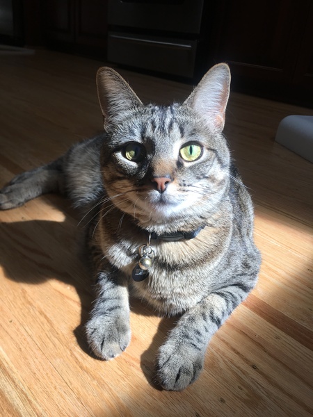 Buddy