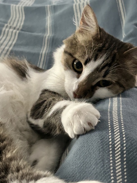 Waldo T Floof