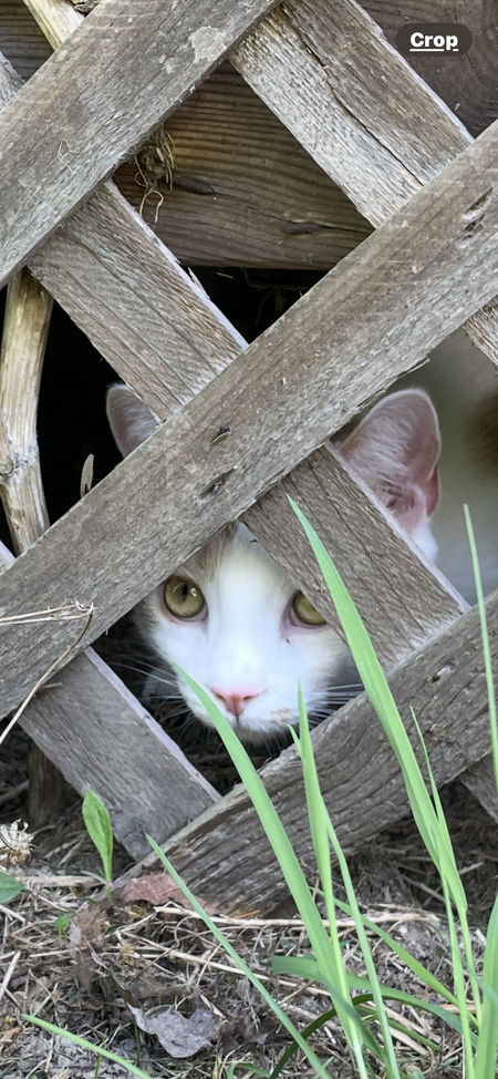 Cooper