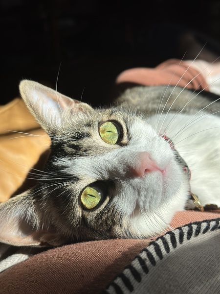 Frankie