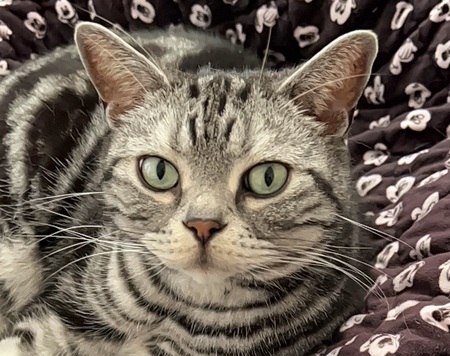 Max (aka Pookie)