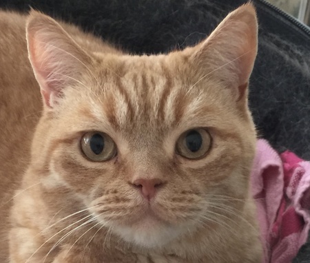 Ziggy (aka ZiggyMonster)