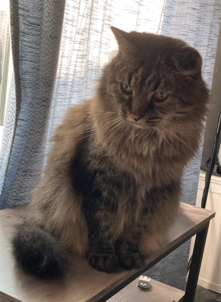 Stella