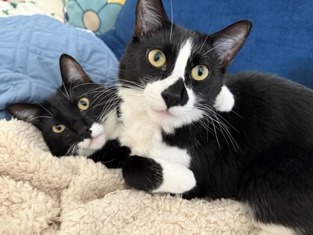 Otis and Ozy