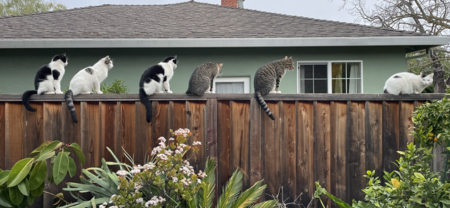 Left to right- TuTu, Star, Evan, Taco, Chase and Cappy