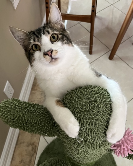 Bowie 