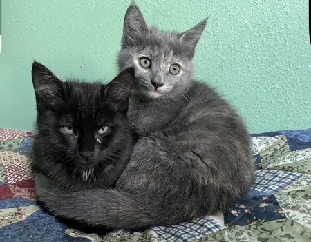 Jazz and Lucy