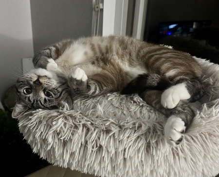 Artie