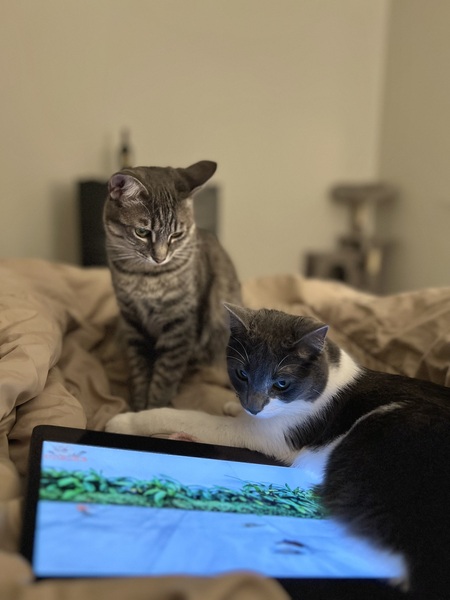 Miso and Mochi