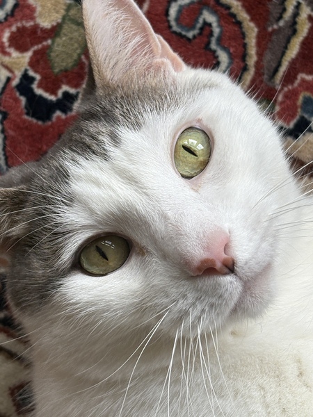Oliver