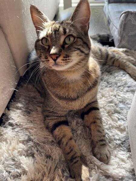 Tortilla