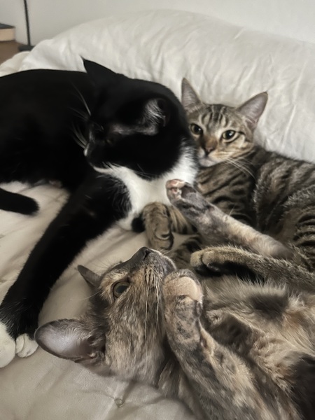 Cookie, Rex, and Ahsoka