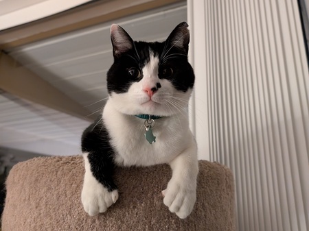 Figaro