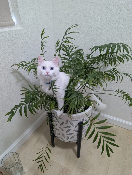 Nimbus